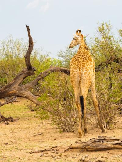 Giraffe Turning Head Left in African Savanna Habitat with Oxpecker – Free Stock Photo Download