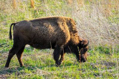 Close-up Portrait of a Bison – Free Stock Photo, Download for Free