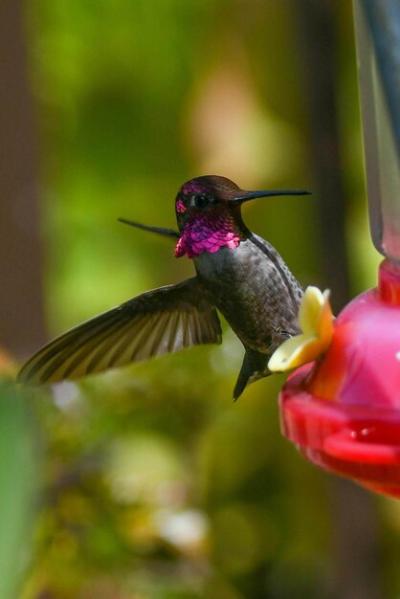 Close-up of a Bird in Flight – Free Stock Photo Download