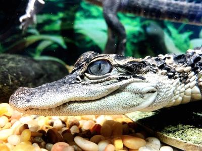 Mini Crocodile – Download Free Stock Photo