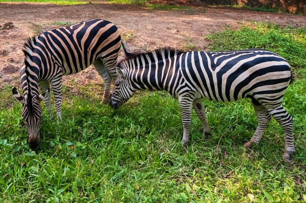 Two Zebras Grazing in a Grassy Field – Free Stock Photo, Download for Free