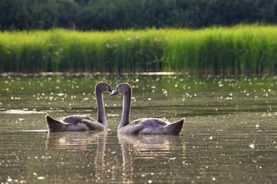 Beautiful Swan Cubs at the Pond – Free Stock Photo for Download