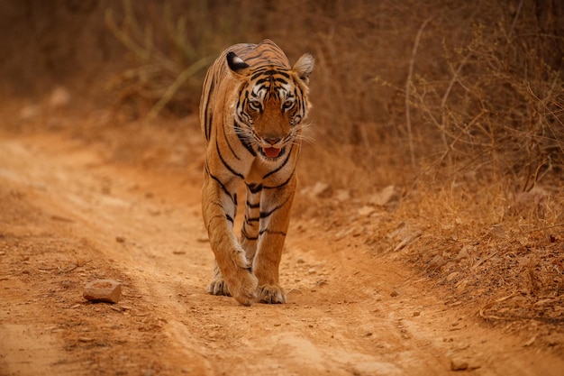 Tiger in Natural Habitat: Male Panthera Tigris Walking in Rajasthan’s Dry Landscape – Free Stock Photo for Download