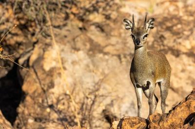 Brown Klipspringer Antelope on a Cliff at a Zoo – Free to Download Stock Photo