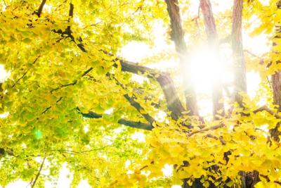 Calm Forest Park Bathed in Fall Sunbeams – Free Stock Photo for Download