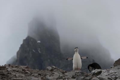 Chinstrap Penguin Nesting at Spigot Peak in Orne Harbor, Antarctic Peninsula – Free to Download