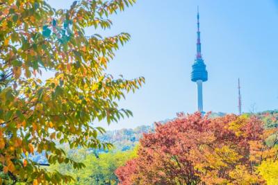 Maple Leaves Against a Cityscape Tower – Free Stock Photo for Download