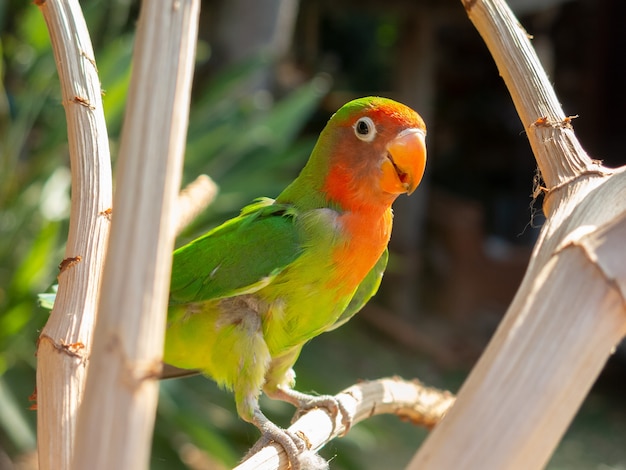 Multi Colored Parakeet on Tree Branch – Free Stock Photo, Download Free