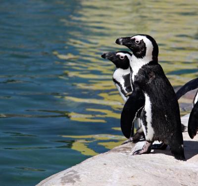 High Angle View of Penguin on Rock in Lake – Free Download