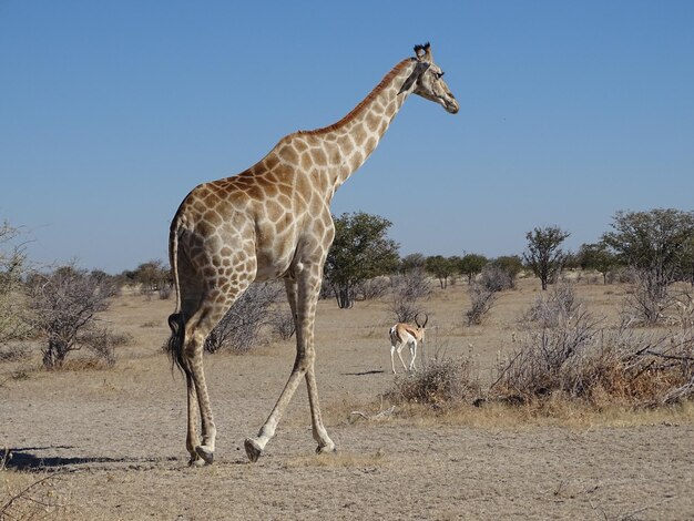 Giraffe in the Desert Under a Clear Sky – Free Stock Photo for Download