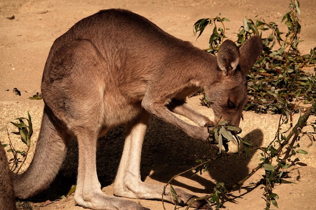 Stunning View of a Kangaroo on Land – Free Stock Photo for Download