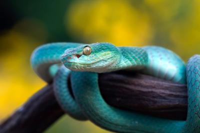 Blue Viper Snake on Branch – Free Download Free Stock Photo