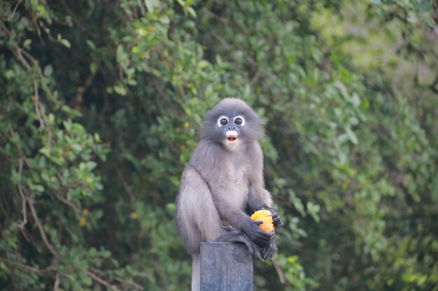 The Bespectacled Langur Holding an Orange – Free Stock Photo, Download for Free