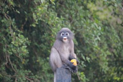 The Bespectacled Langur Holding an Orange – Free Stock Photo, Download for Free