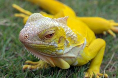 Closeup of Yellow Albino Iguana – Free Download Quality Stock Photo