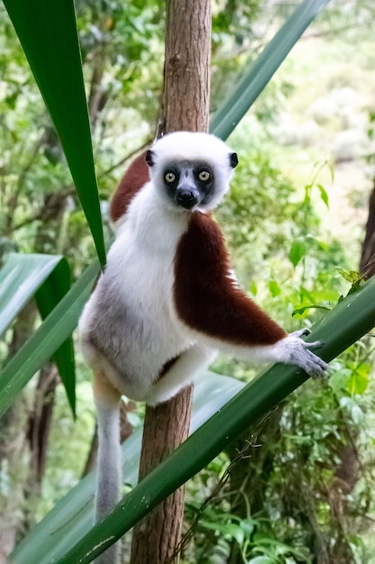 The Portrait of a Sifaka Lemur in the Rainforest – Free Stock Photo for Download