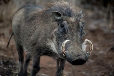 Closeup Shot of a Common Warthog – Free Stock Photo, Download Free