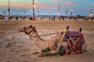 Horse Resting on the Beach – Free Stock Photo for Download