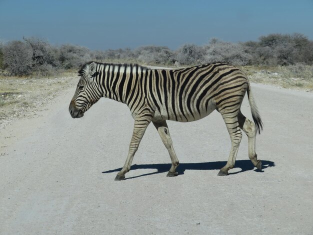 Side View of a Zebra – Free Download, Download Free Stock Photo