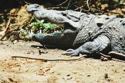 Crocodile Lazing in the Sun: Free Stock Photo for Download