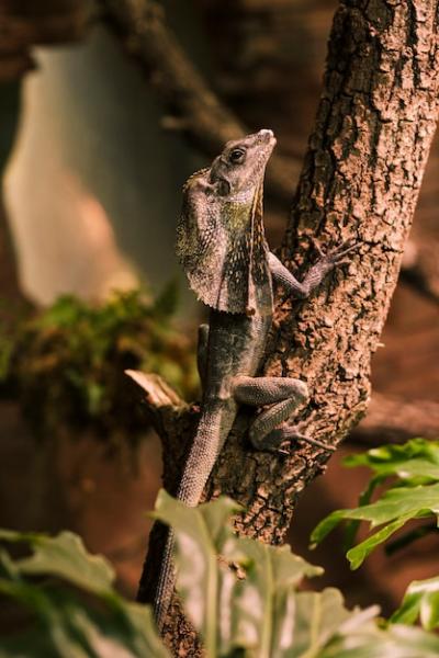 Frilled Lizard – Free Stock Photo for Download