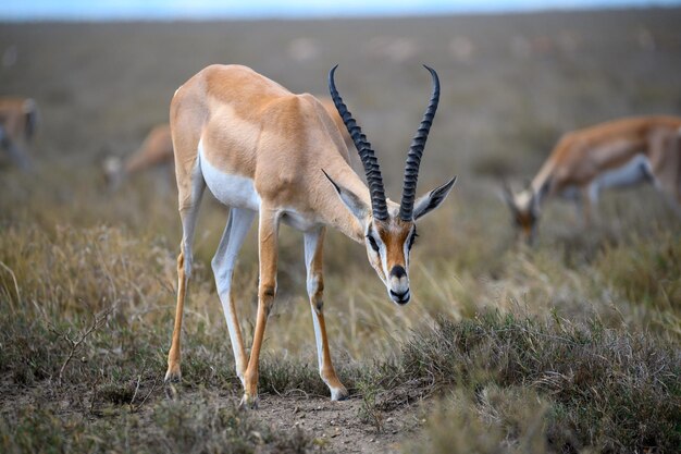 Close-Up of Deer in a Field – Free Download