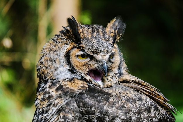 Majestic Owl Portrait – Free Download