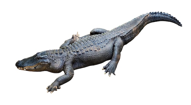 American Crocodile Closeup Under Lights on White Background – Free Download