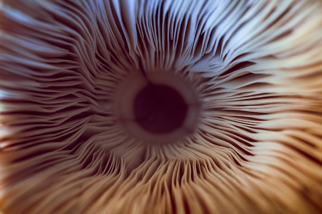 Macro Shot of Mushroom Gills – Free Stock Photo, Download for Free