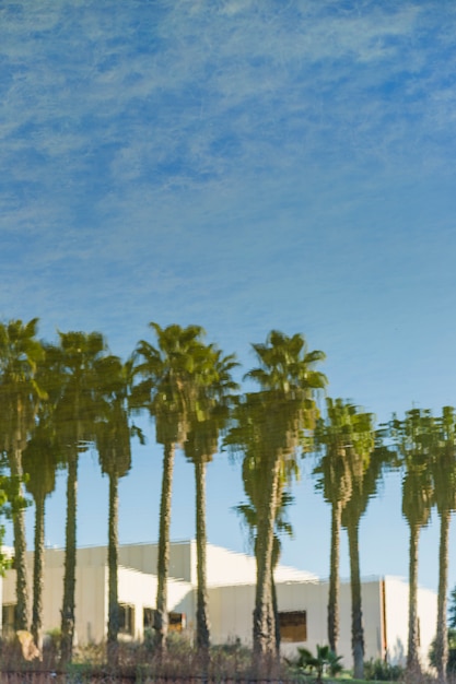 Stunning Palm Trees Landscape – Free Download