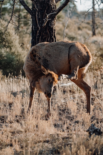 Cute Deer in a Field – Free Stock Photo Download