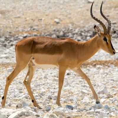 Impala Walking on Rocky Surface – Free Download