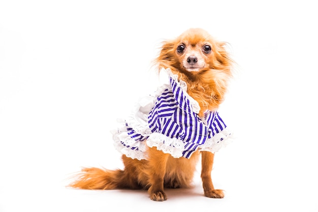 Brown Dog in Striped Pet Clothing – Free Stock Photo for Download