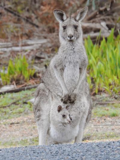 Eastern Grey Kangaroo – Free Download, Free Stock Photo