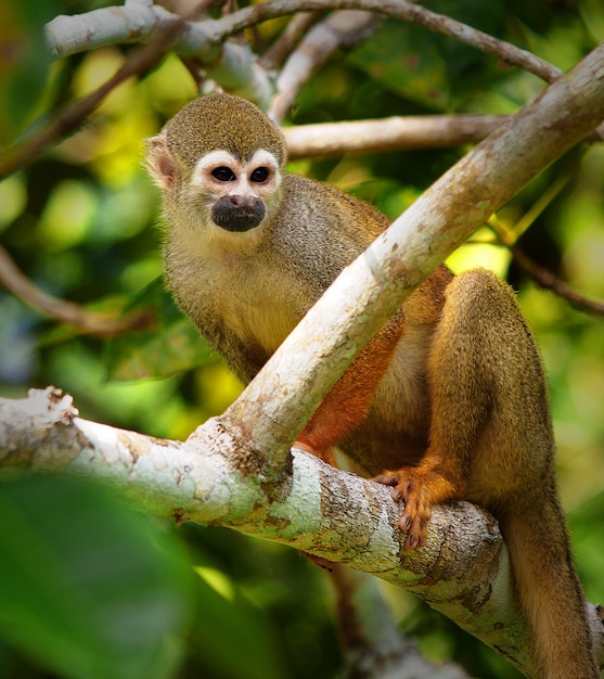 Monkey Sitting on Tree Branch – Free Stock Photo, Download for Free