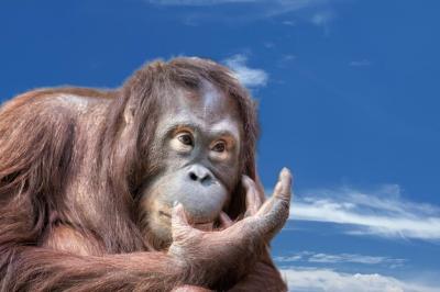 Close-Up Portrait of an Orangutan Monkey – Free Stock Photo, Download Free