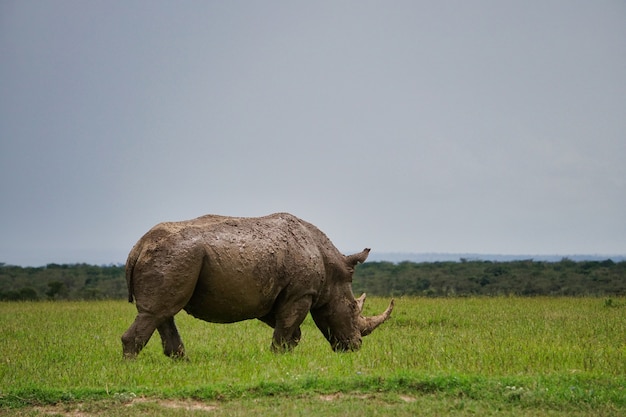 White Rhinoceros in a Lush Green Meadow – Free Stock Photo, Download Free