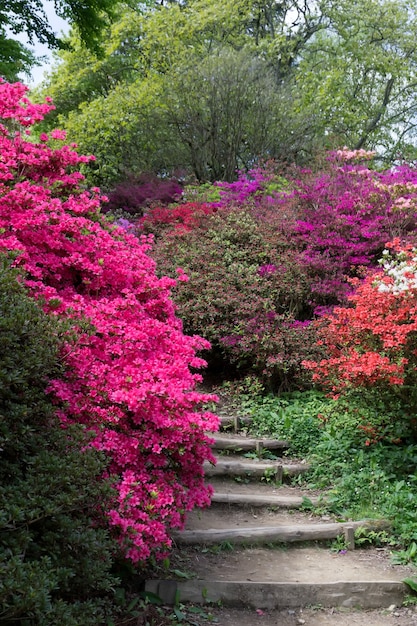 Azaleas in Full Bloom – Free Stock Photo, Download for Free