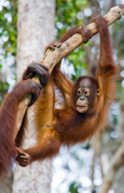 Baby Orangutan in the Wild on the Island of Kalimantan (Borneo) – Free Download