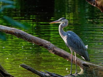 Grey Heron on Wood by a Green Pond – Free Stock Photo for Download