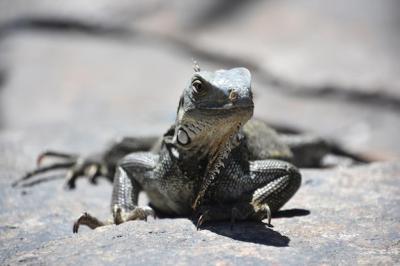 Large Iguana Face Close-Up – Free Download, Free Stock Photo