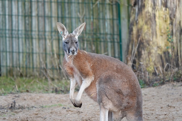 Kangaroo in a Zoo – Free Stock Photo for Download