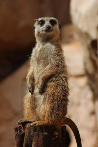 Low Angle View of Monkey in Zoo – Free Stock Photo for Download