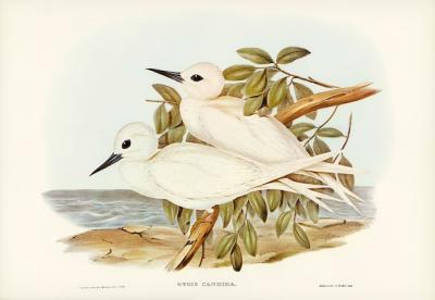 White Tern (Gygis candida) by Elizabeth Gould – Free to Download