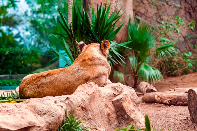 Close-Up Portrait of a Lioness Amongst Green Plants – Free to Download