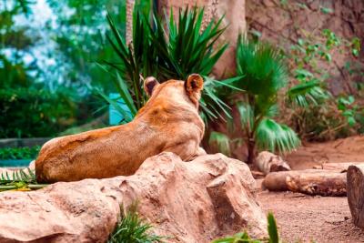 Close-Up Portrait of a Lioness Amongst Green Plants – Free to Download