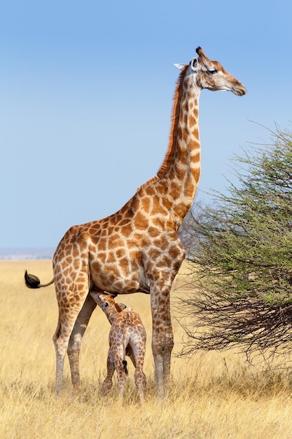 Giraffe in a Field – Free to Download Stock Photo