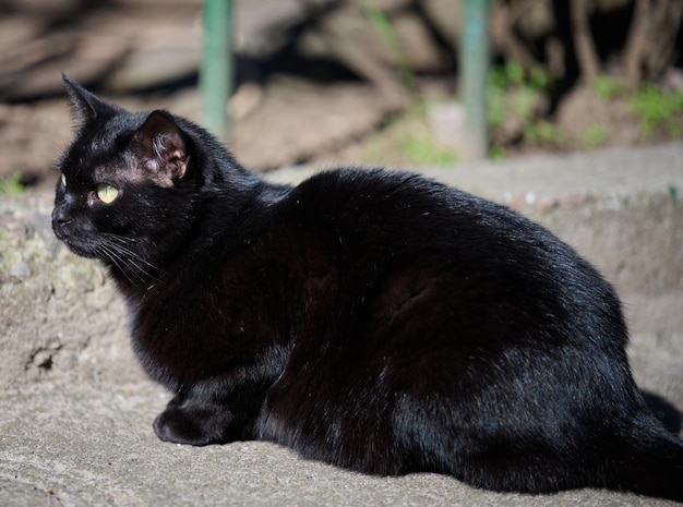 Adult Black Cat Resting in Nature – Free Stock Photo for Download