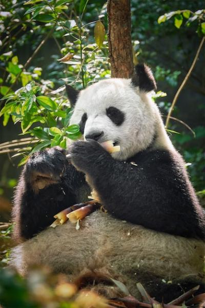 Giant Panda Bear in China – Free Stock Photo for Download