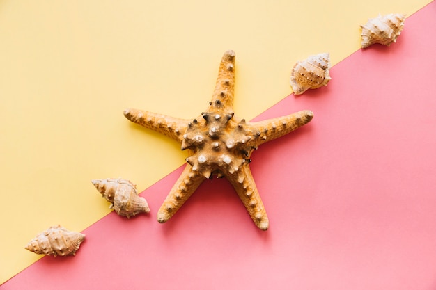 Summer Background with Starfish – Free to Download